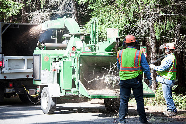 Leaf Removal in Ilion, NY